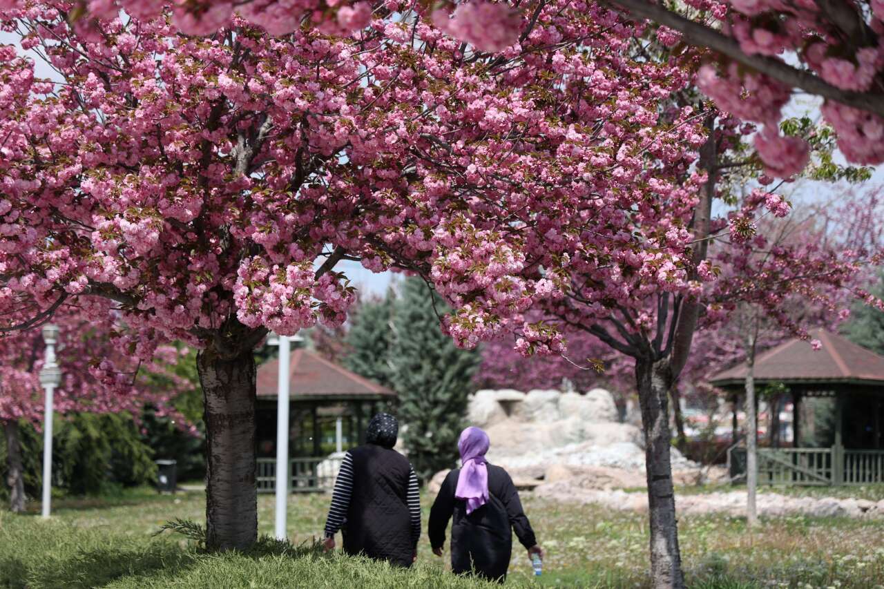 Burası Japonya değil, Konya! Sakuralar çiçek açtı 16